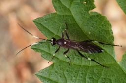 Foto af Achaius oratorius (Achaius oratorius) | Standardfoto