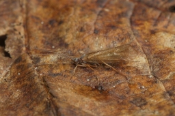 Foto af Limnephilus auricula (Limnephilus auricula) | Han
