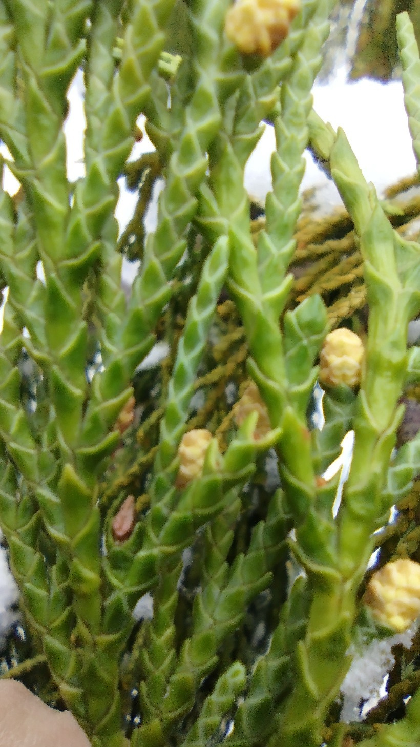 Ciprés de Nootka