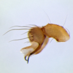 Foto af Anopsicus zeteki (Anopsicus zeteki) | Jørgen Lissner