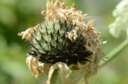 Foto af Stor skælhoved (Cephalaria gigantea) | Standardfoto