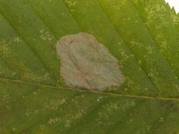 Foto af Phyllonorycter esperella (Phyllonorycter esperella) | Morten Kofoed-Hansen