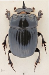 Foto af Månetorbist (Copris lunaris) | Standardfoto