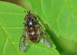 Foto af Sorthornet guldsvirreflue (Ferdinandea cuprea) | Han