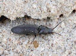 Foto af Dicronychus equisetioides (Dicronychus equisetioides) | Standardfoto
