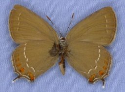 Foto af Egesommerfugl (Satyrium ilicis) | Bjørn Baungaard