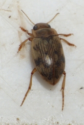 Foto af Nebrioporus canaliculatus (Nebrioporus canaliculatus) | Standardfoto