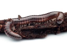 Foto af Leptogoniulus sorornus (Leptogoniulus sorornus) | Standardfoto