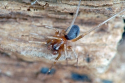 Foto af Zodarion italicum (Zodarion italicum) | Han