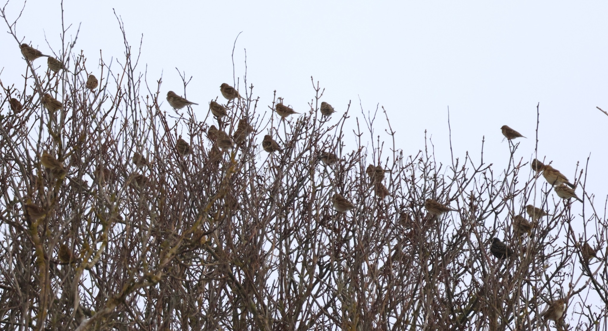 Corn Bunting (Emberiza calandra), photo 2