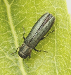 Foto af Smal egepragtbille (Agrilus angustulus) | Standardfoto