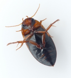 Foto af Liopterus haemorrhoidalis (Liopterus haemorrhoidalis) | Standardfoto