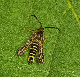 Foto af Snyltehveps-glassværmer (Bembecia ichneumoniformis) | Han