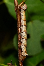 Foto af Poppelporcelænsspinder (Pheosia tremula) | Larve