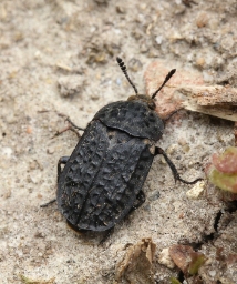 Foto af Rynket ådselbille (Thanatophilus rugosus) | Standardfoto