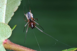Foto af Frontinellina frutetorum (Frontinellina frutetorum) | Hun