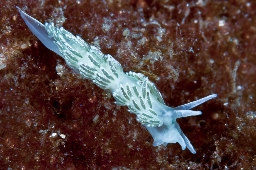 Foto af Diaphoreolis viridis (Diaphoreolis viridis) | Standardfoto