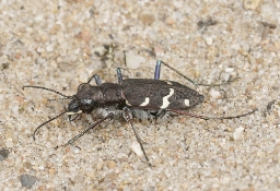 Foto af Stor sandspringer (Cicindela sylvatica) | Standardfoto