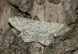Foto af Grå duskmåler (Scopula incanata) | Han