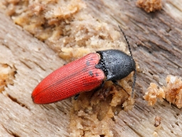 Foto af Ampedus rufipennis (Ampedus rufipennis) | Standardfoto