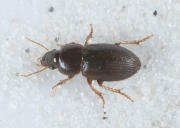 Foto af Dværgsandløber (Harpalus pumilus) | Standardfoto