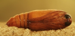 Foto af Strandært-ugle (Proxenus lepigone) | Puppe