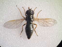 Foto af Tidlig urtesvirreflue (Cheilosia urbanus) | Hun