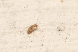 Foto af Dorypteryx longipennis (Dorypteryx longipennis) | Standardfoto