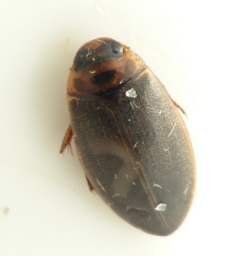 Foto af Rhantus frontalis (Rhantus frontalis) | Standardfoto