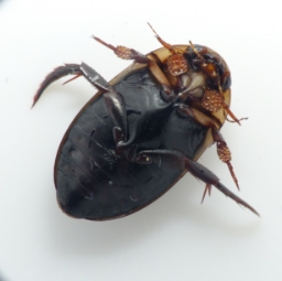 Foto af Hydaticus continentalis (Hydaticus continentalis) | Standardfoto
