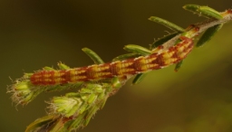 Foto af Smalvinget lyngdværgmåler (Eupithecia nanata) | Larve