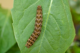 Foto af Okkerrød aprilugle (Cerastis rubricosa) | Larve