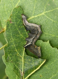 Foto af Grå dromedarspinder (Notodonta torva) | Larve