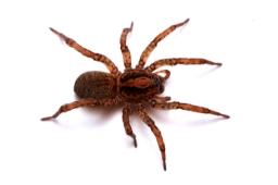 Foto af Almindelig bjørneedderkop (Trochosa terricola) | Hun