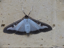 Foto af Buksbomhalvmøl (Cydalima perspectalis) | Standardfoto