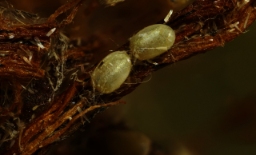 Foto af Bornholmsk perikonmåler (Aplocera plagiata) | Æg