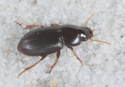 Foto af Dværgsandløber (Harpalus pumilus) | Standardfoto
