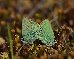 Foto af Grøn busksommerfugl (Callophrys rubi) | Han og Hun i parring 