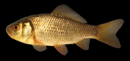 Foto af Karusse (Carassius carassius)