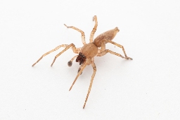 Foto af Klitsækspinder (Clubiona frisia) | Han
