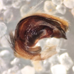 Foto af Trekantspinder (Hyptiotes paradoxus) | Frederik Leck Fischer