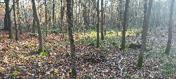Foto af Hahnia ononidum (Hahnia ononidum) | Habitatet i Kristinebjerg skov