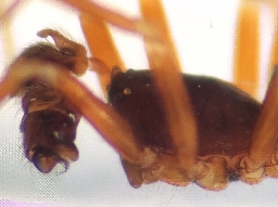 Foto af Walckenaeria unicornis (Walckenaeria unicornis) | Hannens hovedmodifikation