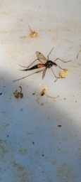 Foto af Tanyptera nigricornis (Tanyptera nigricornis) | Hun