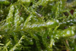 Foto af Almindelig fladmos (Neckera complanata)