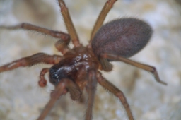 Foto af Pandava laminata (Pandava laminata) | Han