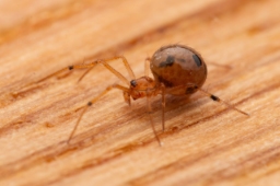 Foto af Væksthus-Æggebæreren (Coleosoma floridanum) | Hun