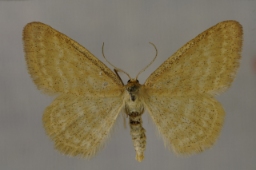 Foto af Bleg engmåler (Idaea pallidata) | Han