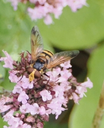 Foto af Gul humlesvirreflue (Volucella inanis) | Hun