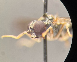 Foto af Almindelig barksvirreflue (Sphegina clunipes) | Hun